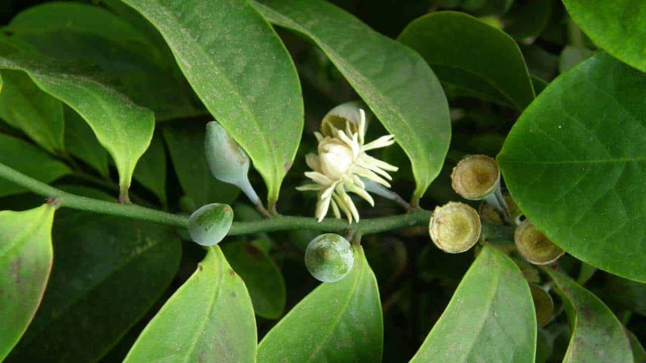 Native guava - Eupomatia laurina #1
