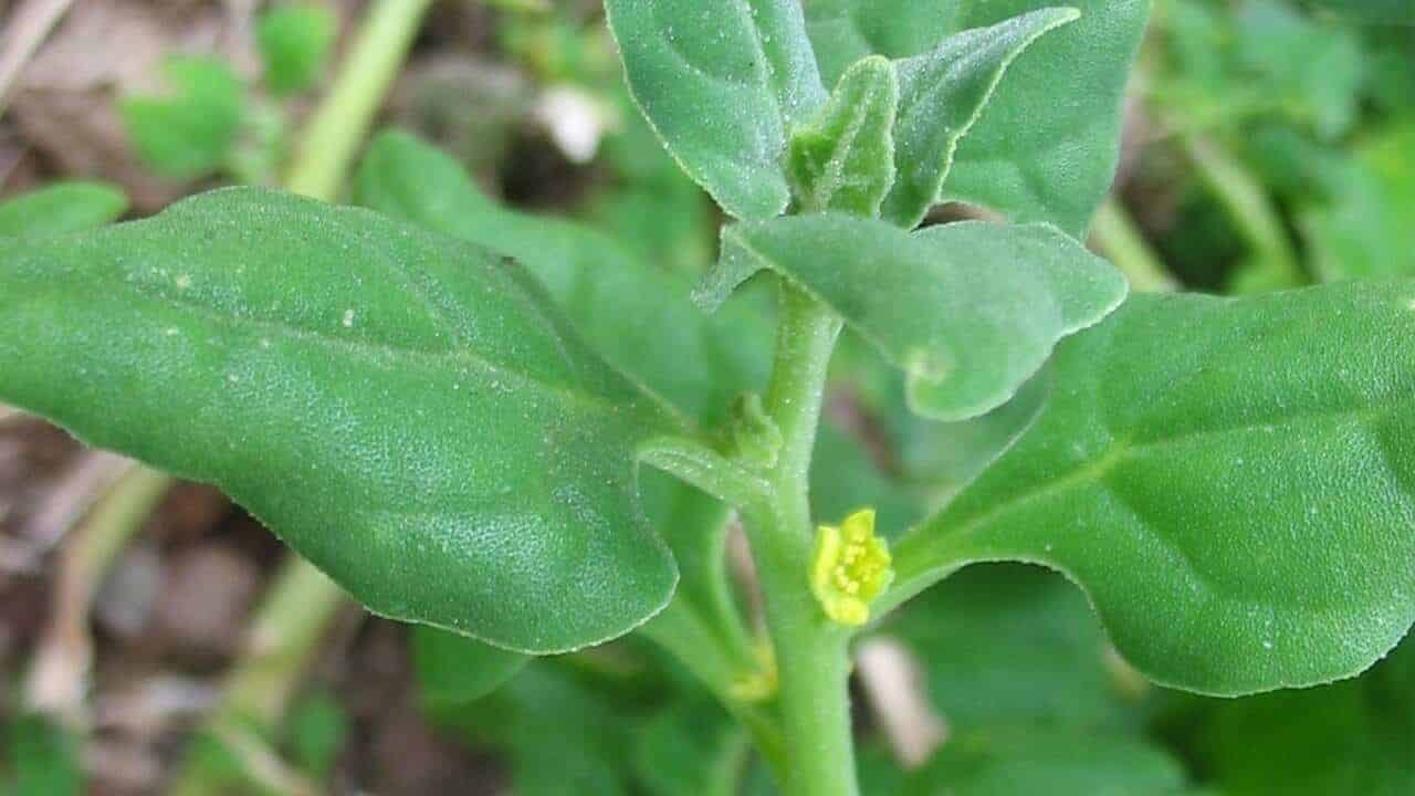 Sea Spinach, also known as Warrigal Greens