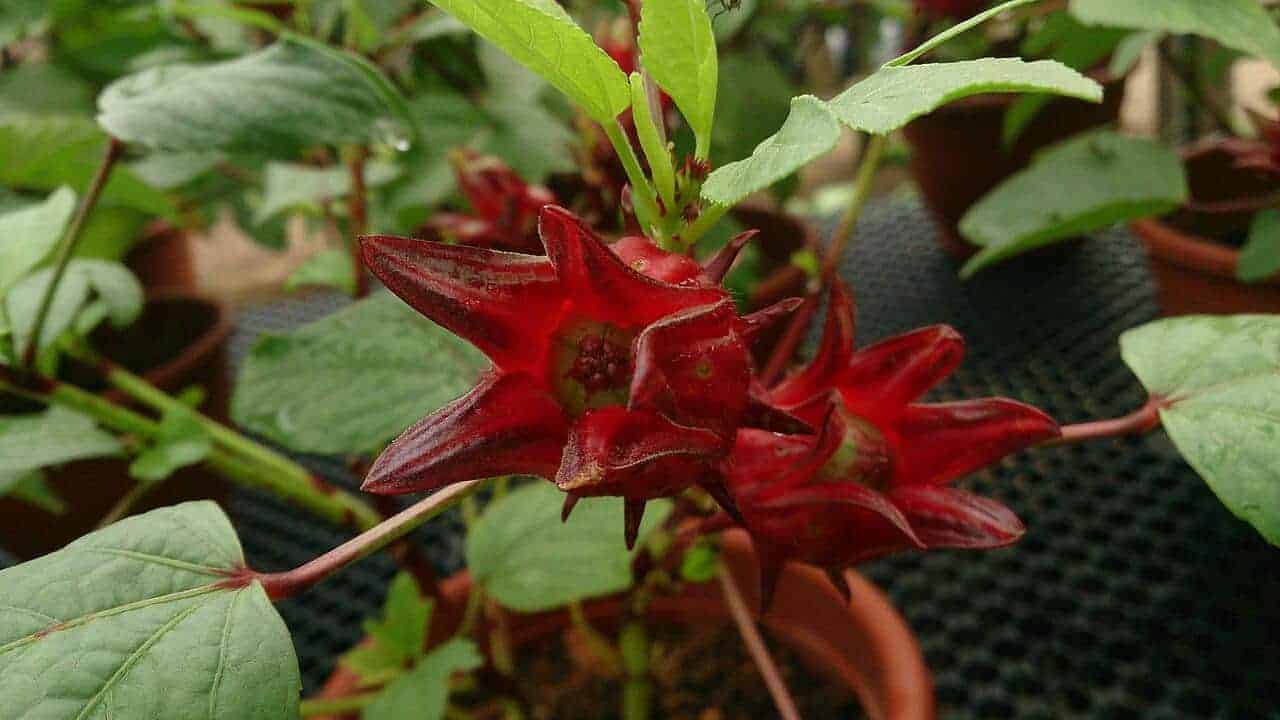 Rosella - Hibiscus sabdariffa #1