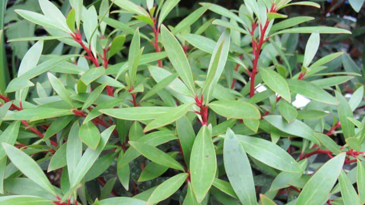 Mountain Pepper - Tasmannia lanceolata #1