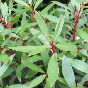 Mountain Pepper - Tasmannia lanceolata 3x3