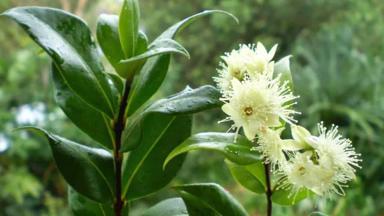 Cinnamon Myrtle - Backhousia myrtifolia #1
