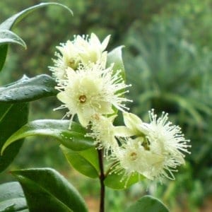 Cinnamon Myrtle - Backhousia myrtifolia 3x3