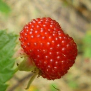 Atherton Raspberry - Rubus probus 3x3