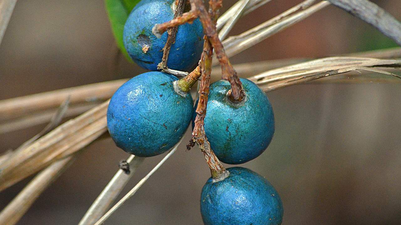 Blue Quandong - Elaeocarpus angustifolius #1